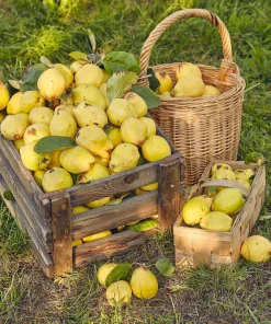 20 Culinary Quince Fruit Tree Seeds - Cydonia Oblonga Flowering Shrub - Image 1