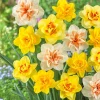 20 Double Daffodil Mix Bulbs for Planting - Perennial Flowers Outdoor - Image 1