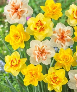 20 Double Daffodil Mix Bulbs for Planting - Perennial Flowers Outdoor - Image 1