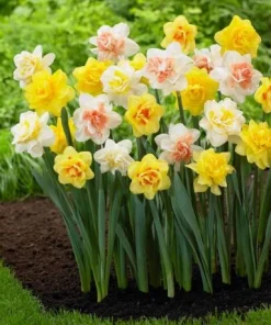 20 Double Daffodil Mix Bulbs for Planting - Perennial Flowers Outdoor - Image 3
