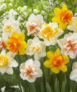 20 Double Daffodil Mix Bulbs for Planting - Perennial Flowers Outdoor - Image 4