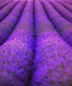20 Dwarf Munstead Lavender Seeds - English Lavandula Angustifolia, Fragrant Purple Flowers, Zones 5-9 - Image 10