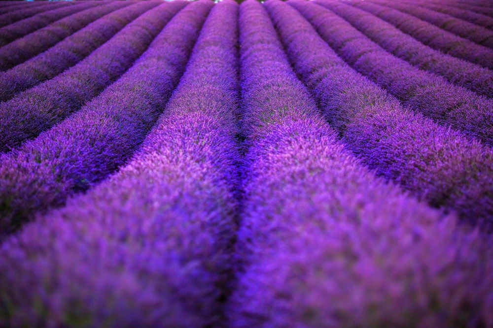 20 Dwarf Munstead Lavender Seeds - English Lavandula Angustifolia, Fragrant Purple Flowers, Zones 5-9 - Image 10