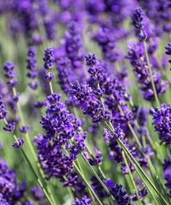 20 Dwarf Munstead Lavender Seeds - English Lavandula Angustifolia, Fragrant Purple Flowers, Zones 5-9 - Image 2