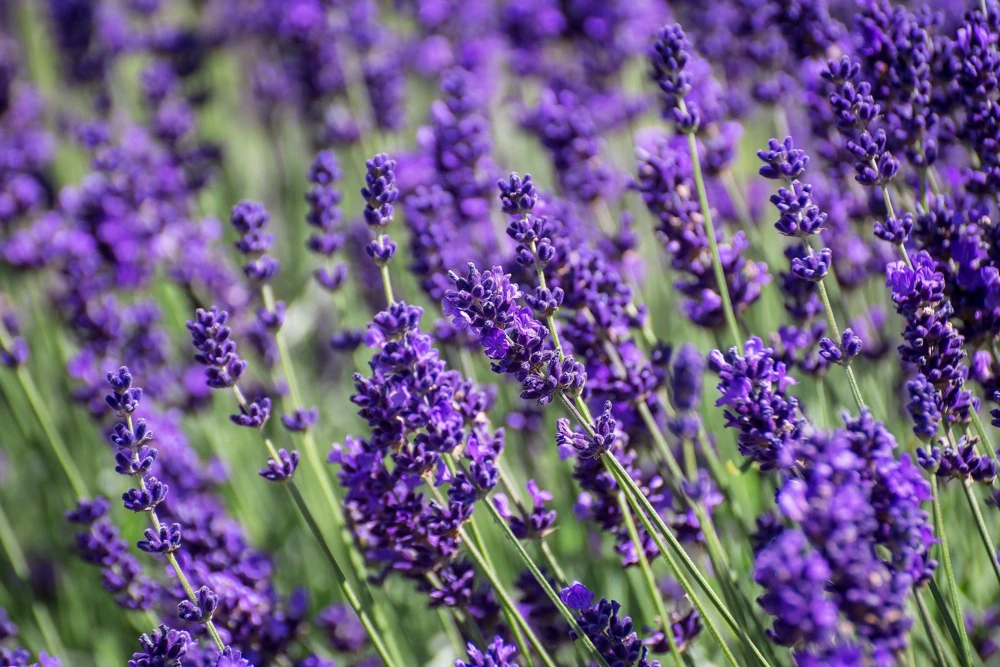 20 Dwarf Munstead Lavender Seeds - English Lavandula Angustifolia, Fragrant Purple Flowers, Zones 5-9 - Image 2