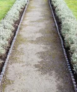 20 Dwarf Munstead Lavender Seeds - English Lavandula Angustifolia, Fragrant Purple Flowers, Zones 5-9 - Image 3