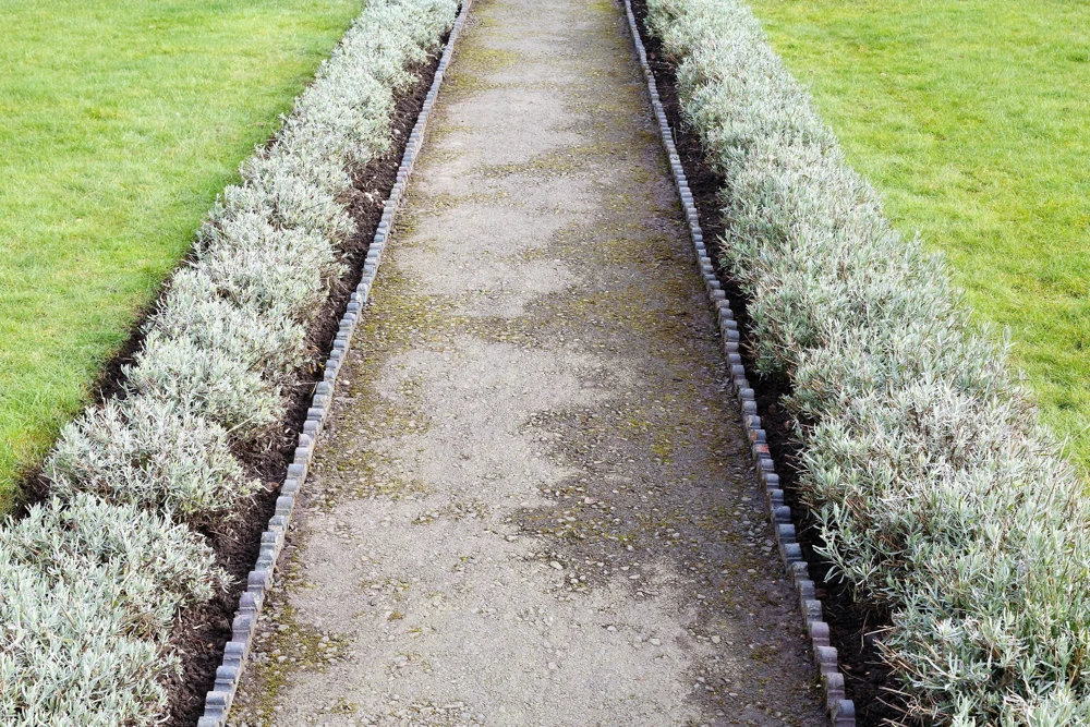20 Dwarf Munstead Lavender Seeds - English Lavandula Angustifolia, Fragrant Purple Flowers, Zones 5-9 - Image 3