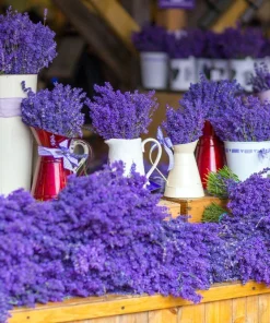 20 Dwarf Munstead Lavender Seeds - English Lavandula Angustifolia, Fragrant Purple Flowers, Zones 5-9 - Image 4