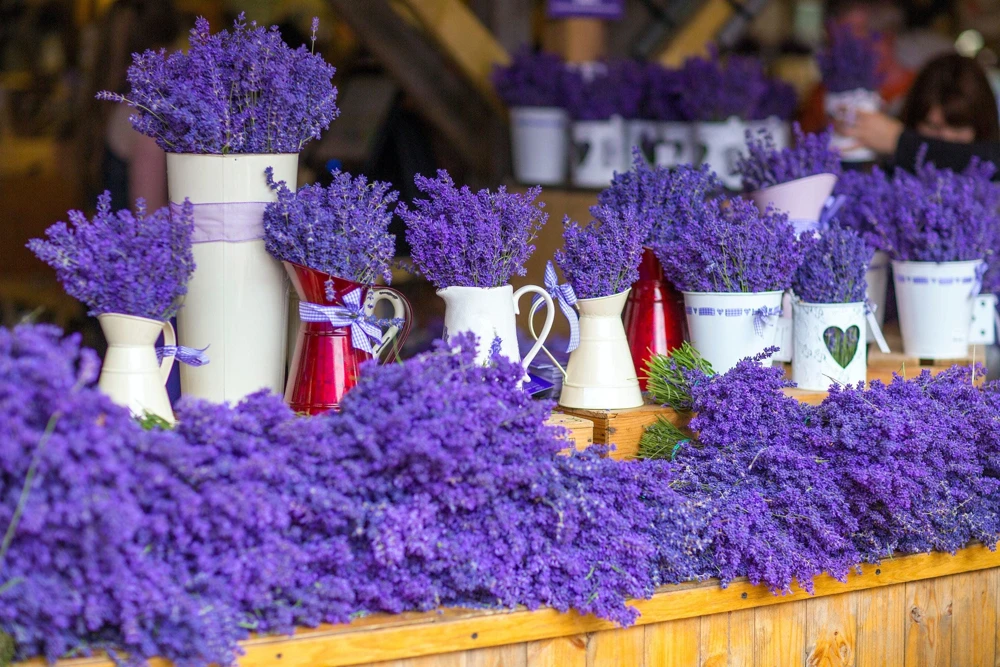 20 Dwarf Munstead Lavender Seeds - English Lavandula Angustifolia, Fragrant Purple Flowers, Zones 5-9 - Image 4