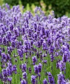 20 Dwarf Munstead Lavender Seeds - English Lavandula Angustifolia, Fragrant Purple Flowers, Zones 5-9 - Image 5