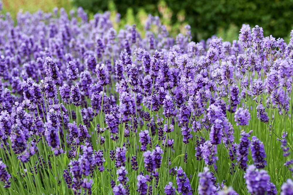 20 Dwarf Munstead Lavender Seeds - English Lavandula Angustifolia, Fragrant Purple Flowers, Zones 5-9 - Image 5