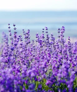 20 Dwarf Munstead Lavender Seeds - English Lavandula Angustifolia, Fragrant Purple Flowers, Zones 5-9 - Image 7