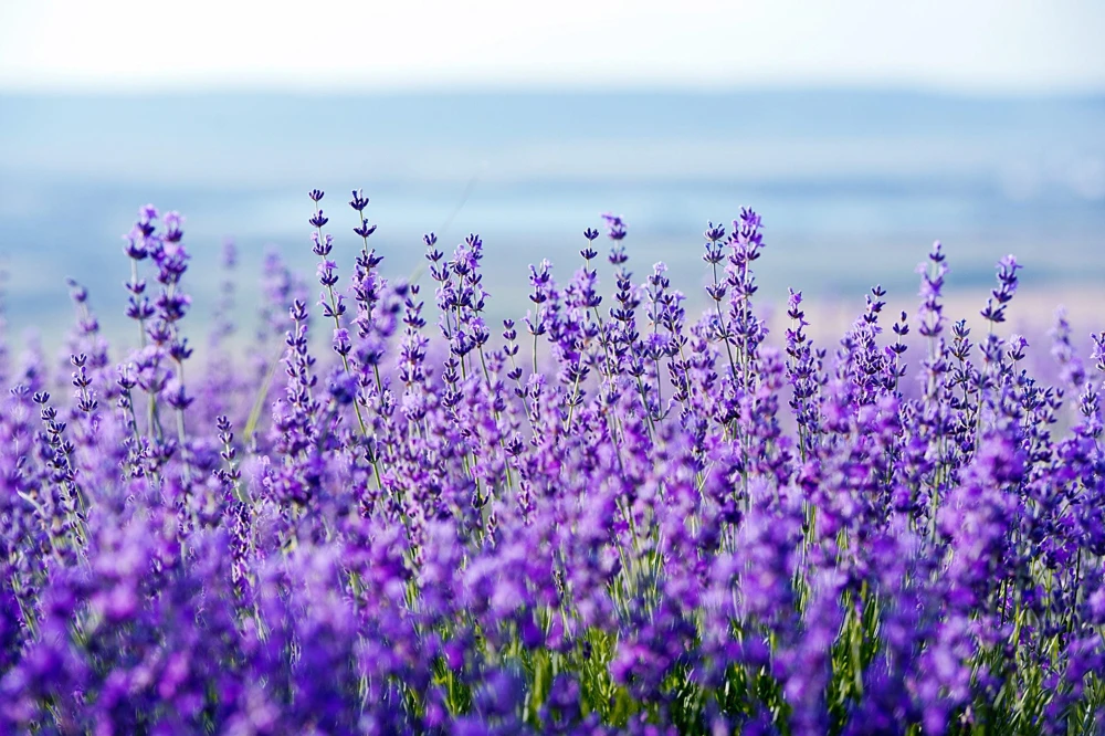 20 Dwarf Munstead Lavender Seeds - English Lavandula Angustifolia, Fragrant Purple Flowers, Zones 5-9 - Image 7