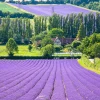 20 Dwarf Munstead Lavender Seeds - English Lavandula Angustifolia, Fragrant Purple Flowers, Zones 5-9 - Image 1