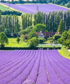 20 Dwarf Munstead Lavender Seeds - English Lavandula Angustifolia, Fragrant Purple Flowers, Zones 5-9 - Image 1