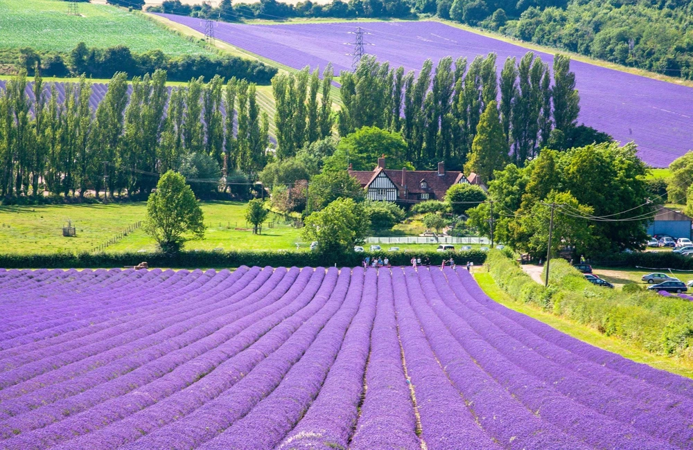 20 Dwarf Munstead Lavender Seeds - English Lavandula Angustifolia, Fragrant Purple Flowers, Zones 5-9 - Image 1