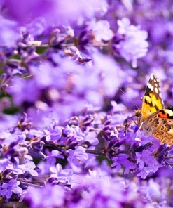20 Dwarf Munstead Lavender Seeds - English Lavandula Angustifolia, Fragrant Purple Flowers, Zones 5-9 - Image 8