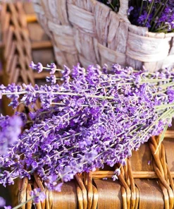 20 Dwarf Munstead Lavender Seeds - English Lavandula Angustifolia, Fragrant Purple Flowers, Zones 5-9 - Image 9