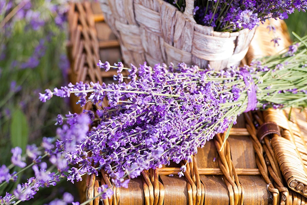 20 Dwarf Munstead Lavender Seeds - English Lavandula Angustifolia, Fragrant Purple Flowers, Zones 5-9 - Image 9