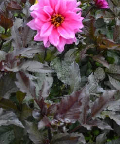 20 Dwarf Redskin Dahlia Seeds - Mixed Colors, Purple-Bronze Foliage - Image 10