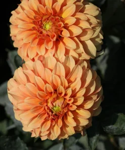 20 Dwarf Redskin Dahlia Seeds - Mixed Colors, Purple-Bronze Foliage - Image 11