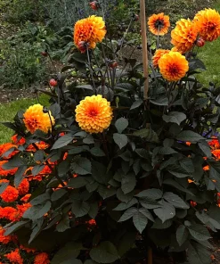 20 Dwarf Redskin Dahlia Seeds - Mixed Colors, Purple-Bronze Foliage - Image 12