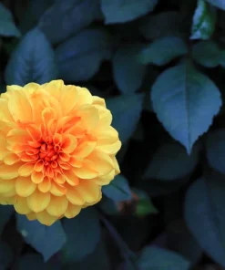 20 Dwarf Redskin Dahlia Seeds - Mixed Colors, Purple-Bronze Foliage - Image 13