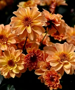 20 Dwarf Redskin Dahlia Seeds - Mixed Colors, Purple-Bronze Foliage - Image 2