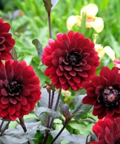 20 Dwarf Redskin Dahlia Seeds - Mixed Colors, Purple-Bronze Foliage - Image 3
