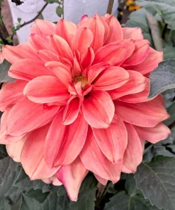 20 Dwarf Redskin Dahlia Seeds - Mixed Colors, Purple-Bronze Foliage - Image 4