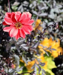 20 Dwarf Redskin Dahlia Seeds - Mixed Colors, Purple-Bronze Foliage - Image 5