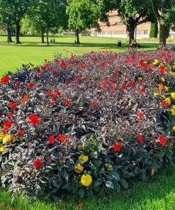 20 Dwarf Redskin Dahlia Seeds - Mixed Colors, Purple-Bronze Foliage - Image 6