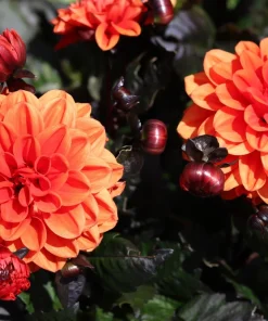 20 Dwarf Redskin Dahlia Seeds - Mixed Colors, Purple-Bronze Foliage - Image 7