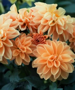 20 Dwarf Redskin Dahlia Seeds - Mixed Colors, Purple-Bronze Foliage - Image 8