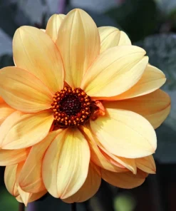 20 Dwarf Redskin Dahlia Seeds - Mixed Colors, Purple-Bronze Foliage - Image 9
