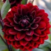 20 Dwarf Redskin Dahlia Seeds - Mixed Colors, Purple-Bronze Foliage - Image 1