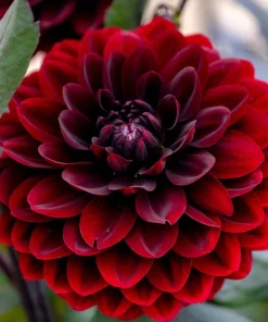 20 Dwarf Redskin Dahlia Seeds - Mixed Colors, Purple-Bronze Foliage - Image 1
