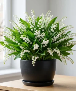 20 Lily of the Valley Bare Root Rhizomes - Fragrant White May Bells 4-6 Inch - Image 1