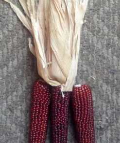 20 Mini Burnt Orange Corn Seeds - Ornamental Zea Mays Vegetable - Image 1