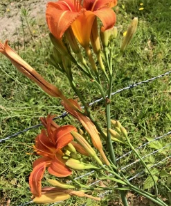 20 Orange Daylily Bare Root Plants - Hardy Perennial Reblooming Hemerocallis - Image 2