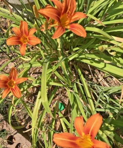20 Orange Daylily Bare Root Plants - Hardy Perennial Reblooming Hemerocallis - Image 7