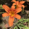 20 Orange Daylily Bare Root Plants - Hardy Perennial Reblooming Hemerocallis - Image 1