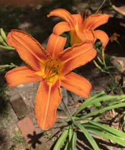 20 Orange Daylily Bare Root Plants - Hardy Perennial Reblooming Hemerocallis - Image 1