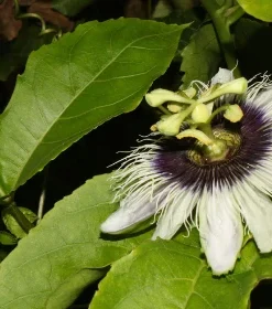 20 Passion Fruit Seeds – Passiflora edulis Vine Seeds for Planting, Yellow Fruit - Image 3
