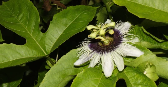 20 Passion Fruit Seeds – Passiflora edulis Vine Seeds for Planting, Yellow Fruit - Image 3