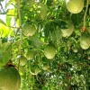 20 Passion Fruit Seeds – Passiflora edulis Vine Seeds for Planting, Yellow Fruit - Image 1