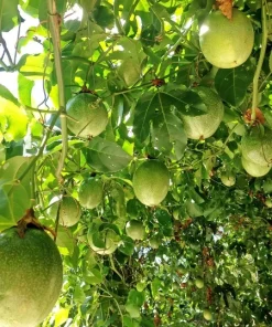 20 Passion Fruit Seeds – Passiflora edulis Vine Seeds for Planting, Yellow Fruit - Image 1