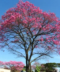 20 Pink Guayacan Tree Seeds – Handroanthus impetiginosus Pink Trumpet Tree, Beautiful Blooming Ornamental Tree Seeds - Image 4