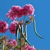 20 Pink Guayacan Tree Seeds – Handroanthus impetiginosus Pink Trumpet Tree, Beautiful Blooming Ornamental Tree Seeds - Image 1