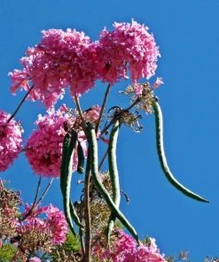 20 Pink Guayacan Tree Seeds – Handroanthus impetiginosus Pink Trumpet Tree, Beautiful Blooming Ornamental Tree Seeds - Image 1